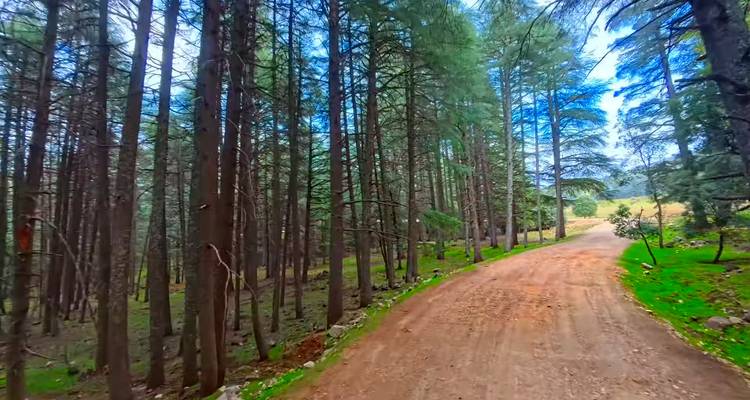 Aardweg kronkelend door hoog cederbos met heldergroen ondergroeisel en blauwe luchtvlekken