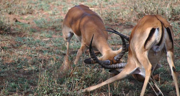 Two impalas locking horns in a grassy field.