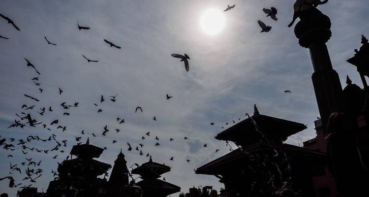 Silhouette von Vögeln, die über eine Stadt mit heller Sonne fliegen.