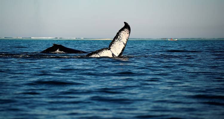 Nageoire caudale de baleine au-dessus de la surface de l'océan.