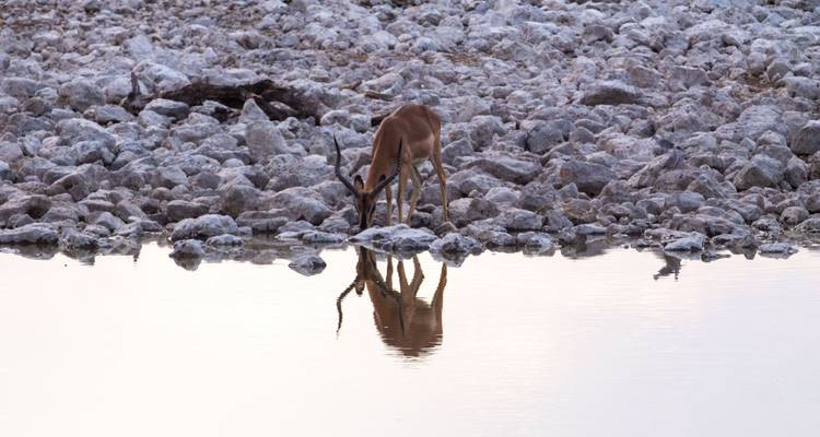 Antilope drinkend uit een rustige waterpoel.