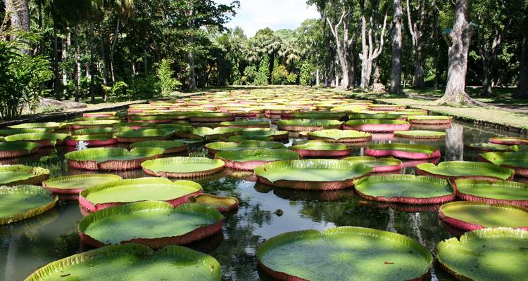 Uitgestrekte vijver vol enorme groen- en roze-gerande reusachtige waterlelies in een schaduwrijke botanische tuin