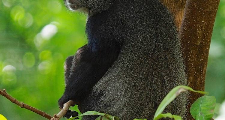 Singe assis dans un arbre regardant de côté.