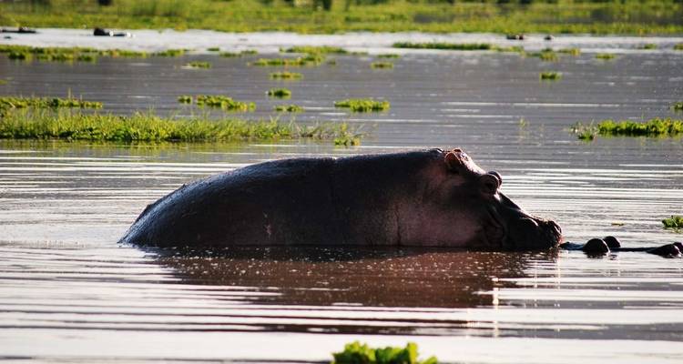 Un hippopotame submergé dans l'eau.