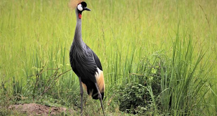 Kronenkranich steht in üppigem Gras.