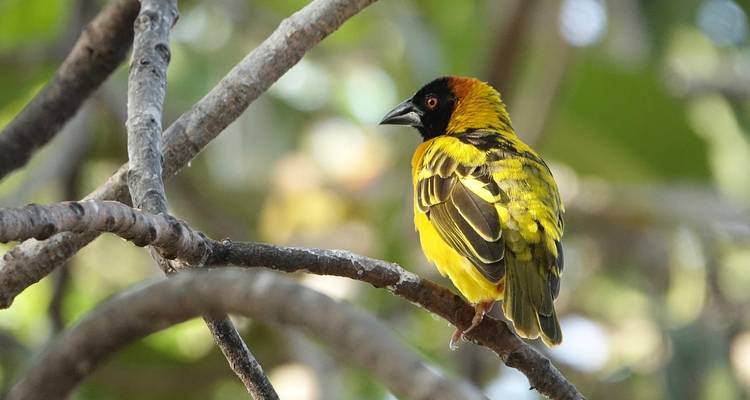 Bunt gefärbter Webervogel auf einem Ast sitzend.
