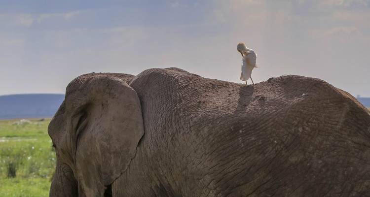 Éléphant avec un oiseau perché sur son dos.