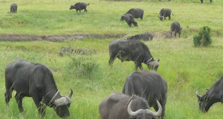 Des buffles paissent dans les champs verdoyants.