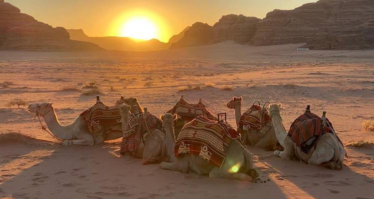 Gruppe von Kamelen, die bei Sonnenuntergang in der Wüste sitzen.