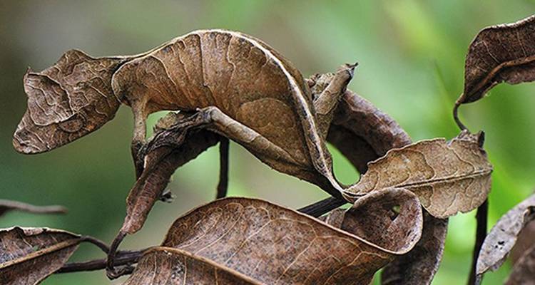 Een bladstaartgekko gecamoufleerd op bladeren.