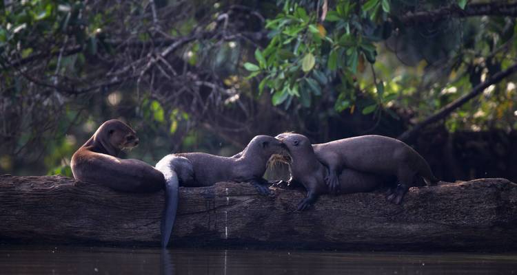 Nutrias salvajes descansando en un tronco en un entorno natural.