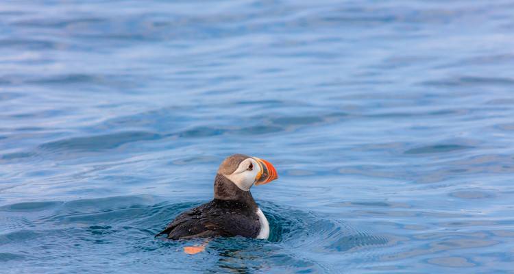 Un macareux solitaire flotte sur une eau bleu profond, son bec orange éclatant contre les vagues.