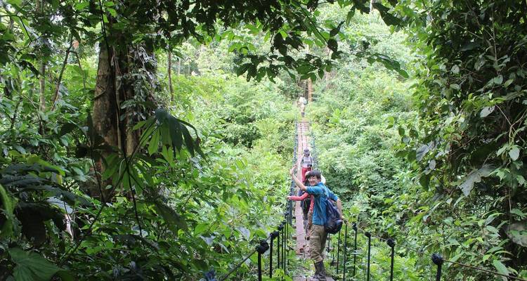 Personas caminando por un puente colgante en una densa selva verde.