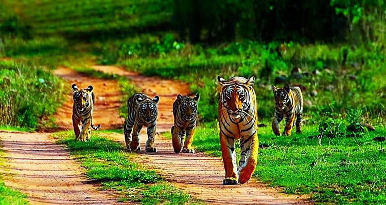 Tiger mit Jungen, die auf einem Feldweg gehen.