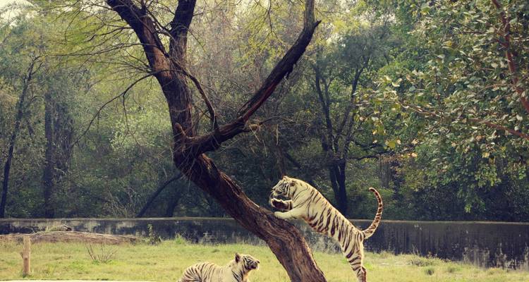Best North India Wildlife Tour - Yolo India Tours