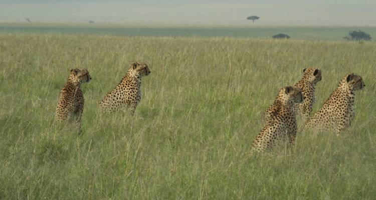 Cheeta's zittend in hoog gras op een vlakte.