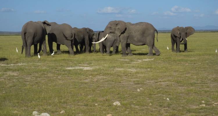Olifanten verzamelden zich op een grasrijke vlakte met vogels.