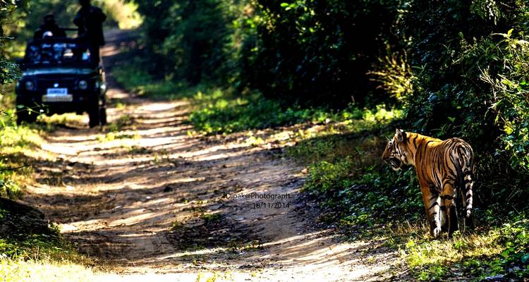 Tigre en una pista en un parque de vida silvestre