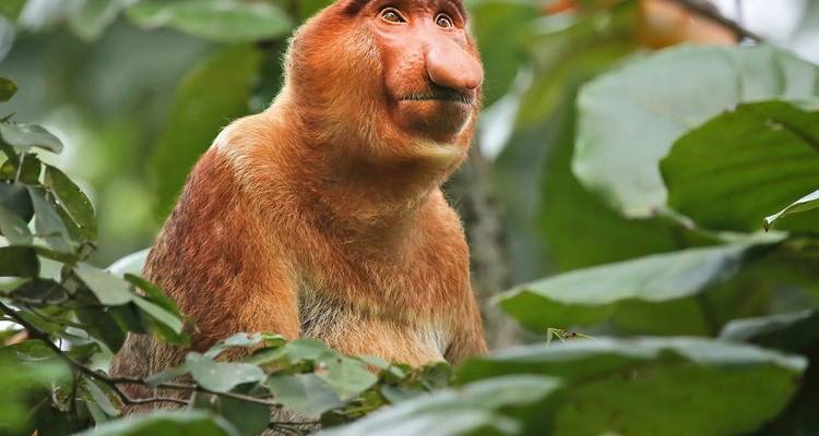 Nasenaffe umgeben von dichtem Blattwerk.