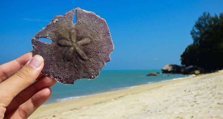 Hand, die einen Sanddollar an einem Strand mit türkisfarbenem Wasser hält.