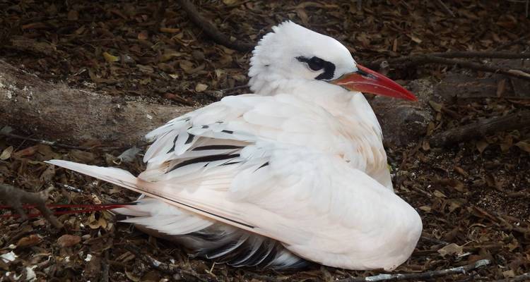 Een witte en zwarte vogel die op de grond rust.