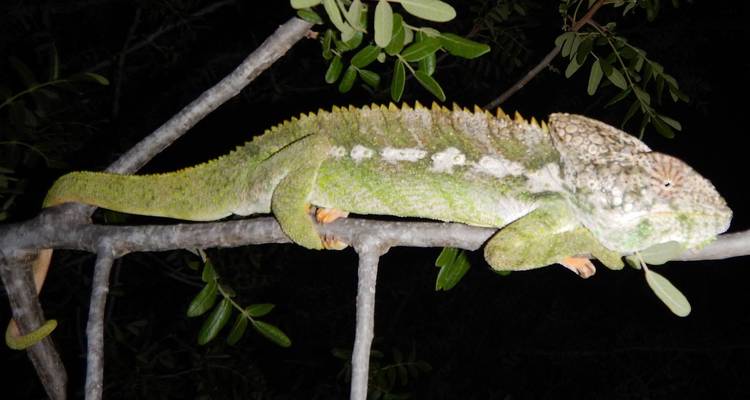 Een kameleon die 's nachts rust op een boomtak.