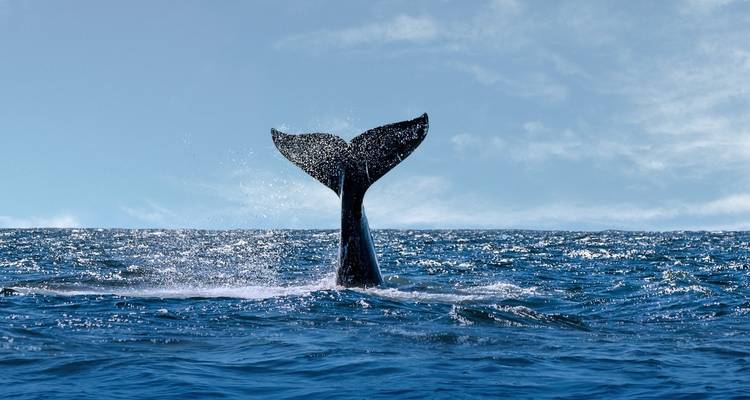 Cola de una ballena emergiendo del océano.