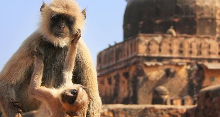 Dos monos, uno colgando del otro en un entorno histórico.