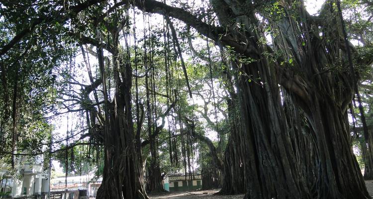 Área de bosque denso con árboles grandes y lianas colgantes.
