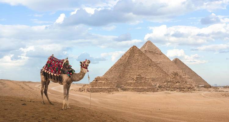 Camel in front of the pyramids in Egypt.