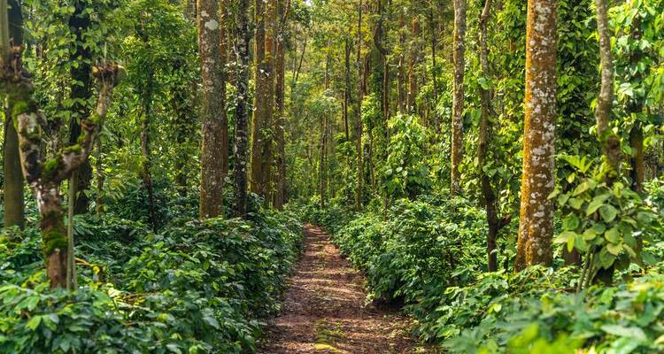 Sentier verdoyant traversant une dense forêt tropicale et des plants de café