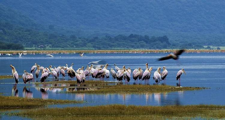 Group of birds standing in a lake