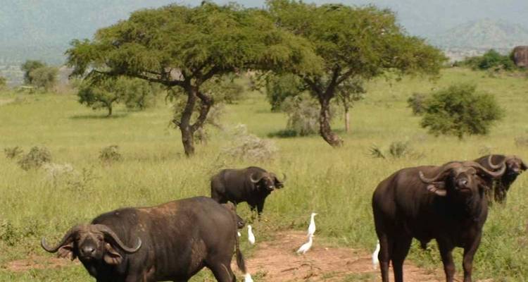 Troupeau de buffles avec des oiseaux dans la savane