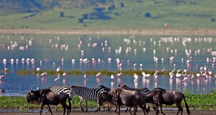 Wildebeest and zebras by a body of water