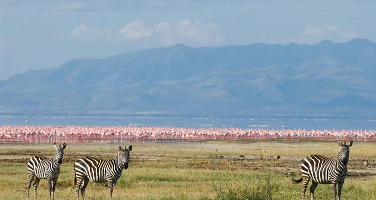 Zebras in a grassy area with mountains behind