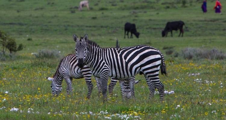 Zebras grazing in a verdant field with cows in the background.