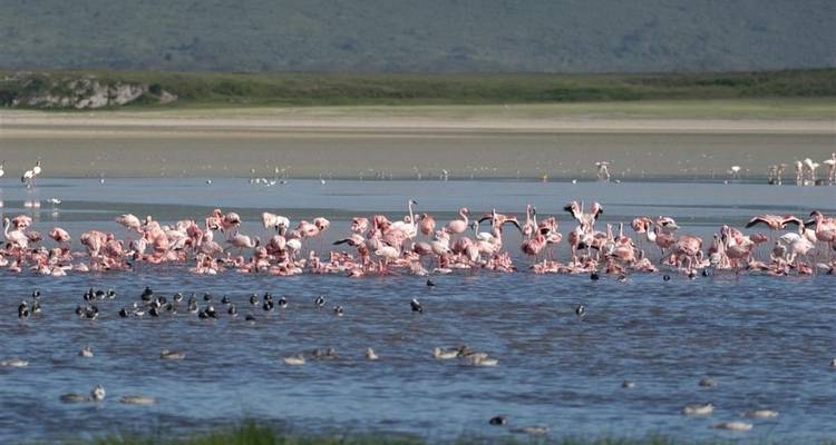 Flamingo flock on the water with distant shore