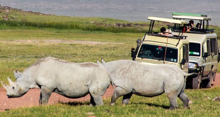 Rhinos near a safari vehicle in a national park