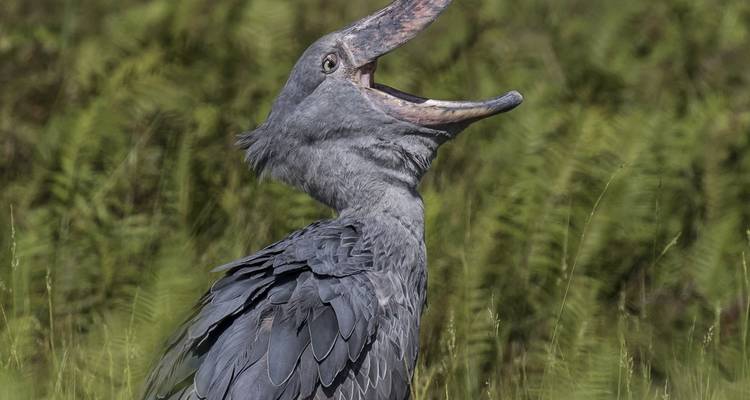 Un pájaro con un pico grande gritando.