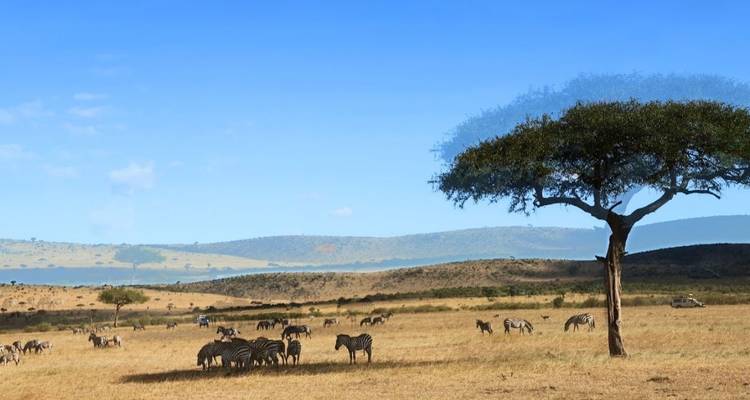 Cebras pastando en una sabana abierta con un árbol solitario bajo un cielo azul despejado.