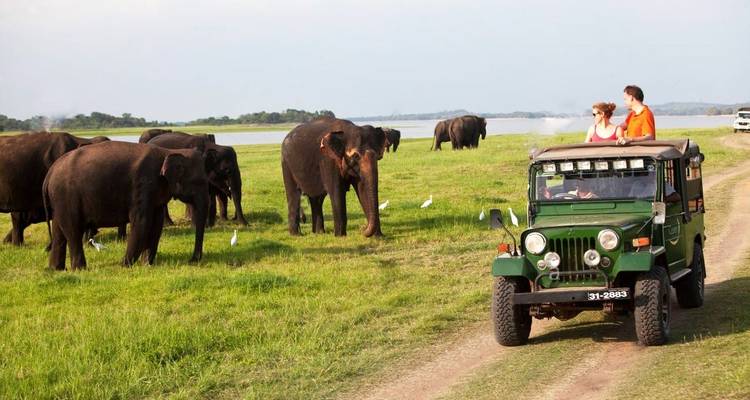 Des touristes dans une jeep observent des éléphants dans la savane.