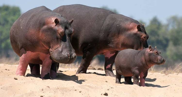 Famille d'hippopotames sur une berge sablonneuse.