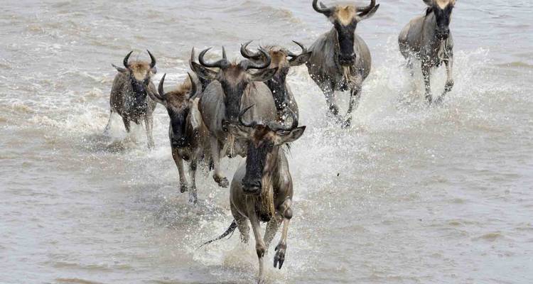Gnous traversant une rivière avec des éclaboussures d'eau.