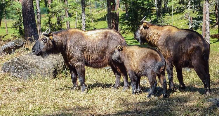 Drei Takine, Nationaltiere Bhutans, in einer Waldlandschaft.