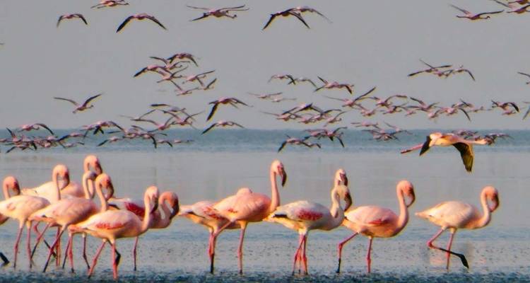 Flamingos, die sich ausruhen und über ein flaches Gewässer fliegen.
