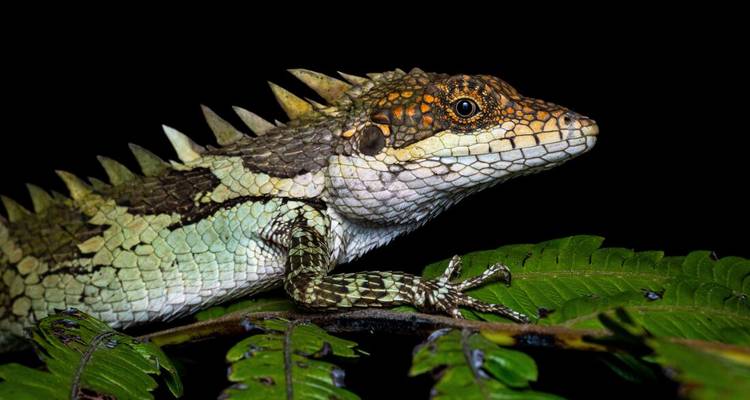 Gros plan d'un lézard agamidé vert épineux sur fond noir, posé sur une fronde de fougère.