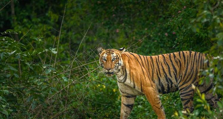 Le tigre du Bengale jette un coup d'œil à travers le feuillage dense de la jungle verte du sud de l'Inde.
