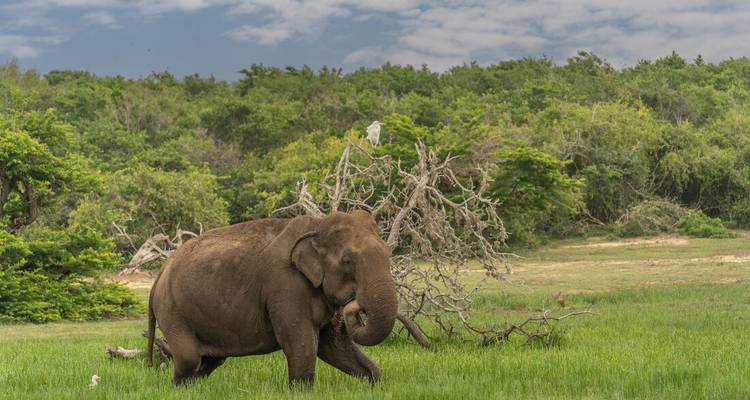 L'éléphant d'Asie broute dans une plaine herbeuse ouverte bordée par la forêt et un ciel orageux.