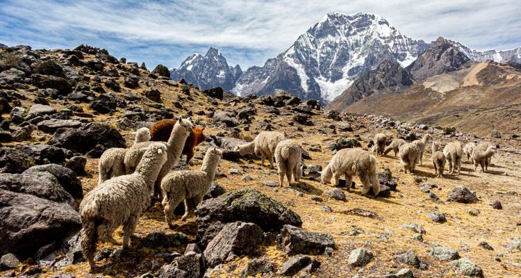 Troupeau d'alpagas broutant devant un paysage montagneux.