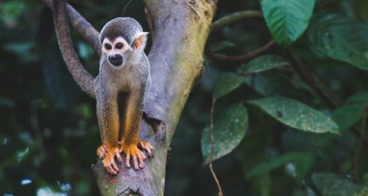 Petit singe perché sur une branche d'arbre dans la forêt tropicale.